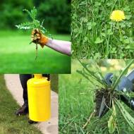 Від бур'янів